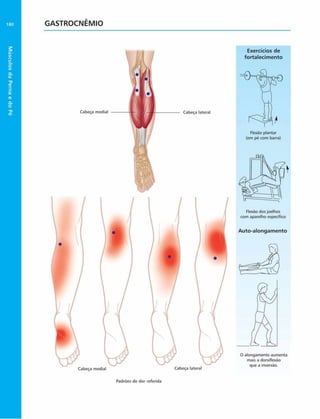 Músculos
da
Perna
e
do
Pé
180 GASTROCNÊMIO
Cabeça mediai
Cabeça mediai Cabeça lateral
Exercícios de
fortalecim ento
Cabeça lateral
Flexão plantar
(em pé com barra)
Flexão dos joelhos
com aparelho específico
Auto-alongam ento
O alongamento aumenta
mais a dorsiflexão
que a inversão.
Padrões de dor referida
 
