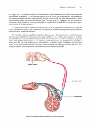 0 Corpo em M ovim ento 25
bro superior a 7 a 10 mm de diâmetro no membro inferior. O número médio de fibras musculares em
uma unidade motora é de 150 (porém esse número varia de menos que 10 a centenas). Nas regiões em
que ocorrem movimentos finos, como no bulbo do olho ou nos dedos das mãos, existem poucas fibras
musculares inervadas por uma única fibra nervosa. Por outro lado, nas regiões em que são necessários
movimentos mais grosseiros, como nos músculos do membro inferior, cada fibra nervosa inerva algu­
mas centenas de fibras musculares.
As fibras musculares de uma unidade motora, em vez de se agruparem, distribuem-se ao longo de
todo o músculo. Isso significa que a estimulação de uma única unidade motora pode fazer com que todo
o músculo exiba uma fraca contração.
Os músculos estriados esqueléticos trabalham obedecendo ao "Princípiodotudo-ou-nadaEm outras
palavras, grupos de células musculares, ou fascículos, podem ou não contrair. Dependendo da potência
de contração necessária, um certo número de fibras musculares pode se contrair totalmente, enquanto
outras fibras podem simplesmente não se contrair. Quando é necessário um grande esforço muscular, a
maior parte das unidades motoras pode ser estimulada ao mesmo tempo. Entretanto, em condições
usuais, as unidades motoras tendem a trabalhar em revezamento, de modo que durante contrações pro­
longadas algumas delas podem ficar em repouso enquanto outras se contraem.
Neurônio motor
Placa motora
Figura 1.29: Unidade motora de um músculo estriado esquelético.
 