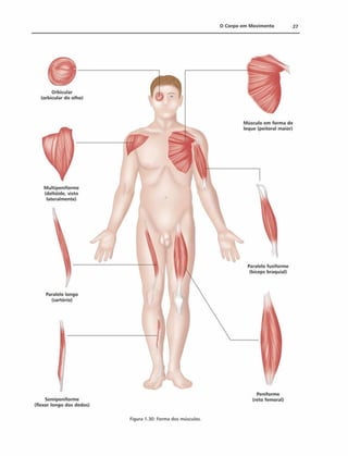 0 Corpo em M ovim ento 27
Paralelo longo
(sartório)
Semipeniforme
(flexor longo dos dedos)
Peniforme
(reto femoral)
Figura 1.30: Form a d o s m úsculos.
 
