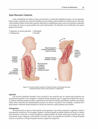 0 Corpo em M ovim ento 29
Ação Muscular Conjunta
Com a finalidade de realizar vários movimentos, os músculos trabalham juntos, ou em oposição.
Desse modo, enquanto um músculo trabalha em um sentido, outro trabalha no sentido inverso. Os mús­
culos também atuam fornecendo suporte adicional ou estabilização para certos movimentos realizados
com partes do corpo às quais podem não estar relacionados. Os músculos são classificados em quatro
grupos funcionais:
• Agonista ou motor primário • Sinergista
• Antagonista • Fixador
Deltóide
(fixador,
estabiliza
o braço)
Tríceps
braquial
(antagonista,
relaxa o braço)
a)
■ }
1
u
Biceps braquial e
braquial (antagonistas,
relaxam o braço)
Deltóide (fixador,
estabiliza o braço)
Bíceps braquial
e braquial
(sinergistas
e agonistas.
trabalham juntos)
Tríceps
braquial
(agonista.
contrai o
braço)
Figura 1.33: Ação muscular conjunta: a) flexão do braço, b) extensão do braço
(mostrando ações reversas entre agonista e antagonista).
Agonista
Um agonista (também chamado motorprimário) é um músculo que se contrai para produzir um
movimento específico. Um exemplo é o músculo bíceps braquial, que é o agonista da flexão do cotove­
lo. Outros músculos podem auxiliar o agonista na execução do mesmo movimento, embora com menor
efeito. Esses músculos são denominados auxi/iaresou motoressecundários. Por exemplo, o músculo bra­
quial ajuda o músculo bíceps braquial na flexão do cotovelo, sendo portanto um auxiliar.
Antagonista
O músculo que se situa no lado oposto ao do agonista e que relaxa enquanto o agonista contrai é
denominado antagonista. Por exemplo, quando o bíceps braquial na região anterior do braço se contrai
para flexionar o cotovelo, o tríceps braquial na região posterior do braço relaxa para permitir que esse
movimento ocorra. Quando o movimento é reverso, isto é, na extensão do cotovelo, o tríceps braquial
torna-se o agonista, e o bíceps braquial assume o papel de antagonista.
 