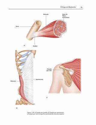 0 Corpo em M ovim ento 35
Osso
Tendáo
M úsculo Feixe de
fibras
Músculo
Aponeurose
c)
b)
Figura 1.39: a) Fixação por tendáo; b) Fixação por aponeurose;
c) Fixação por rafe na superfície profunda do músculo trapézio.
 