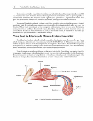 42 Pontos-Gatilho - Uma Abordagem Concisa
Os músculos estriados esqueléticos (somáticos ou voluntários) constituem aproximadamente 40%
do peso total do corpo humano. Diversas teorias procuraram demonstrar como os pontos-gatilho se
desenvolvem no interior dos músculos. Neste capítulo, será apresentada a hipótese mais aceita, mas,
para isso, é necessária uma revisão acerca do mecanismo fisiológico de contração muscular.
A principal função do músculo estriado esquelético (somático ou voluntário) é promover o movi­
mento por meio da contração e do relaxamento coordenados. Os músculos estão fixados aos ossos por
tendões. O local onde um músculo se fixa num ponto relativamente estável no osso, tanto diretamente
como por meio do tendão, é denominado origem. Quando o músculo se contrai, transmite tensão aos
ossos através de uma ou mais articulações e, assim, o movimento ocorre. A extremidade muscular que
se fixa ao osso que se movimenta é denominada inserção.
Visão Geral da Estrutura do Músculo Estriado Esquelético
A unidade funcional do músculo estriado esquelético é conhecida como fibra muscular, que é uma
célula alongada e cilíndrica com vários núcleos, variando de 10 a 100 ;<m de diâmetro e de poucos milí­
metros até pouco mais de 30 cm de comprimento. O citoplasma dessa célula, denominado sarcoplasma,
é encapsulado no interior da fibra por uma membrana celular chamada sarcolema. Uma delicada mem­
brana denominada endomísio envolve cada fibra muscular individualmente.
Essas fibras são agrupadas cm feixes e recobertas pelo perimísio. Esses feixes, por sua vez, também
se agrupam para formar o músculo, que é envolvido por uma bainha denominada epimísio. Essas mem­
branas musculares se situam ao longo de toda a extensão do músculo, desde o tendão da origem até o
tendão da inserção. Essa estrutura como um todo às vezes é citada como unidade miotendínea.
Músculo
Feixe de fibras musculares
Periósteo
Fibra muscular
Osso Endomísio
Perimísio
Sarcolema
Epimísio
Tendão
Figura 3.1: Secção transversa do tecido muscular.
 