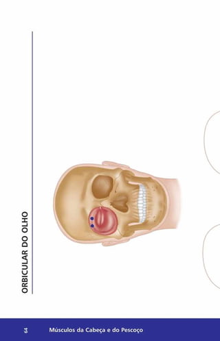 ORBICULAR
D
O
OLHO
3 Músculos da Cabeça e do Pescoço
 