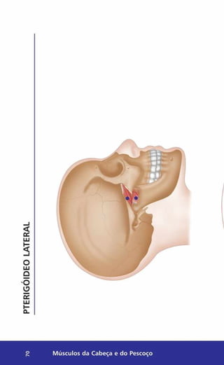 PTERIGÓIDEO
LATERAL
Músculos da Cabeça e do Pescoço
 