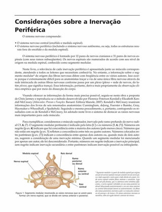 Considerações sobre a Inervação
Periférica
O sistema nervoso compreende:
• O sistema nervoso central (encéfalo e medula espinal).
• O sistema nervoso periférico (incluindo o sistema nervoso autônomo, ou seja, todas as estruturas neu-
rais fora do encéfalo e da medula espinal).
O sistema nervoso periférico é formado por 12 pares de nervos cranianos e 31 pares de nervos es­
pinais (com seus ramos subseqüentes). Os nervos espinais são numerados de acordo com seu nível de
origem na medula espinal, conhecido como segmento medular.
Neste livro, a relevância de cada inervação periférica é apresentada junto ao músculo correspon­
dente, atendendo a todos os leitores que necessitam conhecê-la. No entanto, a informação sobre o seg­
mento medular* de origem das fibras nervosas difere com freqüência entre os vários autores. Isso ocor­
re porque é extremamente difícil para os anatomistas traçar a via de uma única fibra nervosa através da
rede intrincada de outras fibras nervosas conforme passa por um plexo (plexo = rede de nervos, do la­
tim plexus,que significa trança). Essa informação, portanto, deriva mais propriamente da observação clí­
nica empírica que por meio da dissecção do corpo.
Visando oferecer as informações da forma mais precisa possível, seguiu-se nesta obra a proposta
de Chris Jarmey e reproduziu-se o método desenvolvido por Florence Peterson Kendall e Elizabeth Ken-
dall McCreary {Músculos:ProimeFunções. Barueri: Editora Manole, 2007). Kendall e McCreary reuniram
informações dos livros de seis renomados anatomistas: Cunningham, dejong, Foerster e Bumke, Cray,
Haymaker e Whoodhall, e Spalteholz. Seguindo o mesmo procedimento, e, portanto, contrapondo os re­
sultados com os de Kendall e McCreary, foi adotado neste livro o sistema de destacar as raízes nervosas
mais importantes para cada músculo.
Para exemplificar, consideremos o músculo supinador, inervado pelo ramo profundo do nervo radi­
al C5, 6, (7). O segmento medular pertinente é indicado pela letra [C] e os números [5,6, (7)1. Números em
negrito [p.ex. 6J indicam que há concordância entre a maioria dos autores (pelo menos cinco). Números que
não estão em negrito Ip.ex. 5J refletem a concordância entre três ou quatro autores. Números colocados en­
tre parênteses Ip.ex. (7)1 indicam a concordância entre apenas dois autores ou, quando mais de dois auto­
res, sugerem a consideração de uma inervação mínima. Quando um segmento medular foi mencionado
por apenas um autor, ele foi desconsiderado. Portanto, números em negrito indicam a inervação principal,
sem negrito indicam inervação secundária e entre parênteses indicam inervação possível ou infreqüente.
* Segmentomedularfafurtedamatutaespinalqueorigina
umfVfiif/imxtsesfmiaxs(umjureons&teemumncnvfxt-
raoLbfoes<fuerttoeoutrofuruo dtrrtlodoeorjv).Oh
& nenvmprttíf<vnt/mfibw motorase scftfiit/itK. tu>ço
a/issairfrfofiyrattte,queéaaberturaertfrri&tebras.xt/a-
ientes.o/tenvesp/naffdwittiáocmum ramof*tertorou
dorso!(direcionado/wieriorwenU)cemumramoanterior
ou irn tn d (dimionadolateralouan!erÃ>rmentc) Asf/lras
d ív ran/osfXKtcriorr<inerntmafrleeosnntecutcsextenso-
Figura 1: Segmento medular mostrando as raízes nervosas que se unem para resdof*save dotror/eo.Osramosanteriores inemtmos
formar um nervo espinal, que se divide em ramos anterior e posterior. jwvwfrt*atemdaregiãolateraleanteriordotowm
R am o
anterior
o u ventral
M e d u la Raiz dorsal
N ervo
R a m o
p o ste rio r
o u d o rsal
Raiz
ventral
 