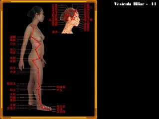 Vesícula Biliar - 44Vesícula Biliar - 44
 