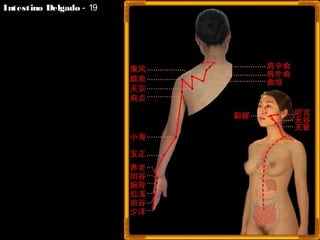 Intestino DelgadoIntestino Delgado - 19
 