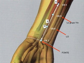 3 5 2 CS 4 CS 5 CS 6 CS 7 Lo grupo Yin LO FONTE 