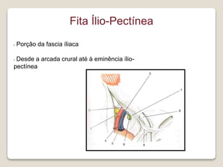 Fita Ílio-Pectínea
• Porção da fascia íliaca
• Desde a arcada crural até à eminência ílio-
pectínea
 
