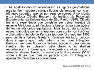 o As abelhas não só reconhecem as figuras geométricas,
mas também sabem distinguir figuras disfarçadas, como um
triângulo sugerido apenas por seus contornos. A conclusão
é da bióloga Cláudia Boacnin, do Instituto de Psicologia
Experimental da Universidade de São Paulo (USP). Cláudia
fez uma experiência que consistiu em treinar insetos da
espécie Melipona quadrifasciata a buscar água com açúcar
dentro de triângulos equiláteros. Mais tarde, ela substituiu
esses triângulos por uma imagem com contornos ilusórios,
o chamado triângulo de Kanizsa (porque foi criado em 1955,
pelo cientista italiano Gaetano Kanizsa). Ao lado, colocou
duas imagens que nada tinham a ver com triângulos.
Embora nenhuma figura contivesse açúcar – para que os
insetos não se guiassem pelo cheiro -, as abelhas
reconheceram a forma que, na experiência inicial, trazia o
alimento. Assim, fizeram a maior parte dos pousos (51%)
sobre a figura que mais se parecia com um triângulo e
apenas 24,5% sobre as outras duas.
(Superinteressante, ano 8, n.5)
 