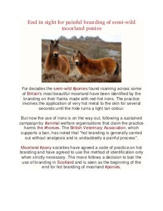 End in sight for painful branding of semi-wild
moorland ponies

For decades the semi-wild #ponies found roaming across some
of Britain's most beautiful moorland have been identified by the
branding on their flanks made with red-hot irons. The practice
involves the application of very hot metal to the skin for several
seconds until the hide turns a light tan colour.
But now the use of irons is on the way out, following a sustained
campaign by #animal welfare organisations that claim the practice
harms the #horses. The British Veterinary Association, which
supports a ban, has noted that "hot branding is generally carried
out without analgesia and is undoubtedly a painful process".
Moorland #pony societies have agreed a code of practice on hot
branding and have agreed to use the method of identification only
when strictly necessary. The move follows a decision to ban the
use of branding in Scotland and is seen as the beginning of the
end for hot branding of moorland #ponies.

 