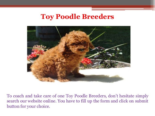 miniature poodle breeders