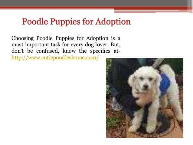 toy poodle breeder