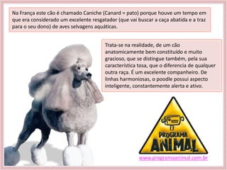 Na França este cão é chamado Caniche (Canard = pato) porque houve um tempo em
que era considerado um excelente resgatador (que vai buscar a caça abatida e a traz
para o seu dono) de aves selvagens aquáticas.


                                       Trata-se na realidade, de um cão
                                       anatomicamente bem constituído e muito
                                       gracioso, que se distingue também, pela sua
                                       característica tosa, que o diferencia de qualquer
                                       outra raça. É um excelente companheiro. De
                                       linhas harmoniosas, o poodle possui aspecto
                                       inteligente, constantemente alerta e ativo.




                                                      www.programaanimal.com.br
 