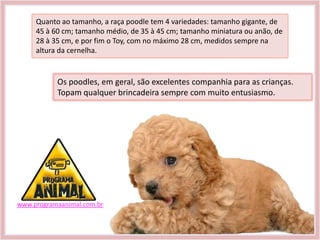 Quanto ao tamanho, a raça poodle tem 4 variedades: tamanho gigante, de
     45 à 60 cm; tamanho médio, de 35 à 45 cm; tamanho miniatura ou anão, de
     28 à 35 cm, e por fim o Toy, com no máximo 28 cm, medidos sempre na
     altura da cernelha.


           Os poodles, em geral, são excelentes companhia para as crianças.
           Topam qualquer brincadeira sempre com muito entusiasmo.




www.programaanimal.com.br
 