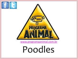 www.programaanimal.com.br


 Poodles
 