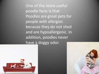 One of the more useful
poodle facts is that
Poodles are great pets for
people with allergies
because they do not shed
and are hypoallergenic. In
addition, poodles never
have a doggy odor.
 