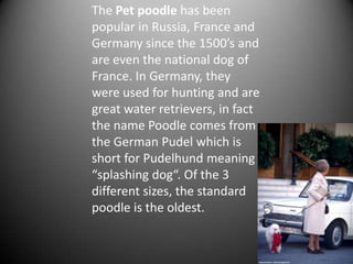 The Pet poodle has been
popular in Russia, France and
Germany since the 1500’s and
are even the national dog of
France. In Germany, they
were used for hunting and are
great water retrievers, in fact
the name Poodle comes from
the German Pudel which is
short for Pudelhund meaning
“splashing dog“. Of the 3
different sizes, the standard
poodle is the oldest.
 
