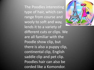 The Poodles interesting
type of hair, which can
range from course and
wooly to soft and way,
lends it to a variety of
different cuts or clips. We
are all familiar with the
Poodle show clip, but
there is also a puppy clip,
continental clip, English
saddle clip and pet clip.
Poodles hair can also be
corded like a Komondor.
 