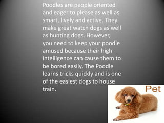 Poodles are people oriented
and eager to please as well as
smart, lively and active. They
make great watch dogs as well
as hunting dogs. However,
you need to keep your poodle
amused because their high
intelligence can cause them to
be bored easily. The Poodle
learns tricks quickly and is one
of the easiest dogs to house
train.
 