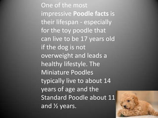 One of the most
impressive Poodle facts is
their lifespan - especially
for the toy poodle that
can live to be 17 years old
if the dog is not
overweight and leads a
healthy lifestyle. The
Miniature Poodles
typically live to about 14
years of age and the
Standard Poodle about 11
and ½ years.
 