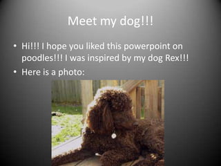 Meet my dog!!!
• Hi!!! I hope you liked this powerpoint on
  poodles!!! I was inspired by my dog Rex!!!
• Here is a photo:
 