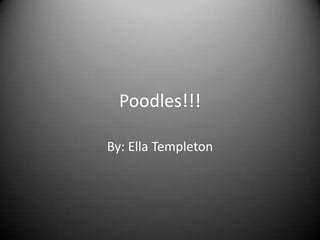 Poodles!!!

By: Ella Templeton
 