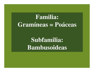 Familia:Familia:
Gramíneas =Gramíneas = PoáceasPoáceas
Subfamilia:Subfamilia:
BambusoideasBambusoideas
 
