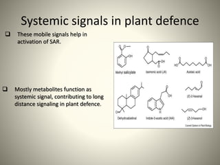 Systemic signals in plant defence
 These mobile signals help in
activation of SAR.
 Mostly metabolites function as
systemic signal, contributing to long
distance signaling in plant defence.
 