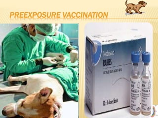 Rabies | PPTX
