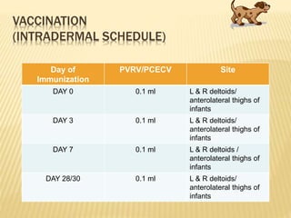VACCINATION
(INTRADERMAL SCHEDULE)
Day of
Immunization
PVRV/PCECV Site
DAY 0 0.1 ml L & R deltoids/
anterolateral thighs of
infants
DAY 3 0.1 ml L & R deltoids/
anterolateral thighs of
infants
DAY 7 0.1 ml L & R deltoids /
anterolateral thighs of
infants
DAY 28/30 0.1 ml L & R deltoids/
anterolateral thighs of
infants
 