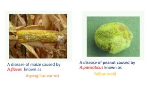 A disease of maize caused by
A.flavus known as
Aspergillus ear rot
A disease of peanut caused by
A.parasiticus known as
Yellow mold
 