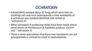 OCHRATOXIN
• Schott(1965) isolated about 22 fungi,which were toxic to
ducklings,rats and mice.Subsequently a toxic metabolite of
A.ochraceus was isolated,identified and named as
“ochratocin A”
• Other ochratoxin A producing molds have been noted where
some strains of P.viridicatum & P.palitans produce ‘citrinin’
and ‘ochratoxin A’
• There is some speculation that these two mycotoxins can act
synergistically in animals to result in nephrotoxicity.
 