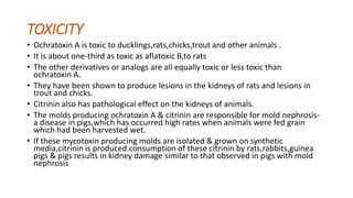 TOXICITY
• Ochratoxin A is toxic to ducklings,rats,chicks,trout and other animals .
• It is about one-third as toxic as aflatoxic B,to rats
• The other derivatives or analogs are all equally toxic or less toxic than
ochratoxin A.
• They have been shown to produce lesions in the kidneys of rats and lesions in
trout and chicks.
• Citrinin also has pathological effect on the kidneys of animals.
• The molds producing ochratoxin A & citrinin are responsible for mold nephrosis-
a disease in pigs,which has occurred high rates when animals were fed grain
which had been harvested wet.
• If these mycotoxin producing molds are isolated & grown on synthetic
media,citrinin is produced.consumption of these citrinin by rats,rabbits,guinea
pigs & pigs results in kidney damage similar to that observed in pigs with mold
nephrosis
 