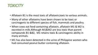 TOXICITY
• Aflatoxin B1 is the most toxic of aflatoxin,toxic to various animals.
• Many of other aflatoxins have been shown to be toxic or
carcinogenic to different species of fish, mammals and poultry.
• When cows eat feed containing aflatoxin, aflatoxin M1 & M2 is
excreted in milk.Although M1&M2 are less toxic than parent
compounds B1 &B2, M1 retains toxic & carcinogenic ability in
many animals.
• M1 has also been detected in the urine of Philippine women who
had consumed peanut butter containing aflatoxin.
 