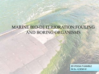 MARINE BIO-DETERIORATION:FOULING
AND BORING ORGANISMS
BY-POOJA P KAMBLE
M.Sc.-II,SEM-IV
 