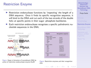 Biotechnology: Restriction Enzyme and Recombinant DNA Technology | PDF