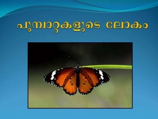 m butterfly essay