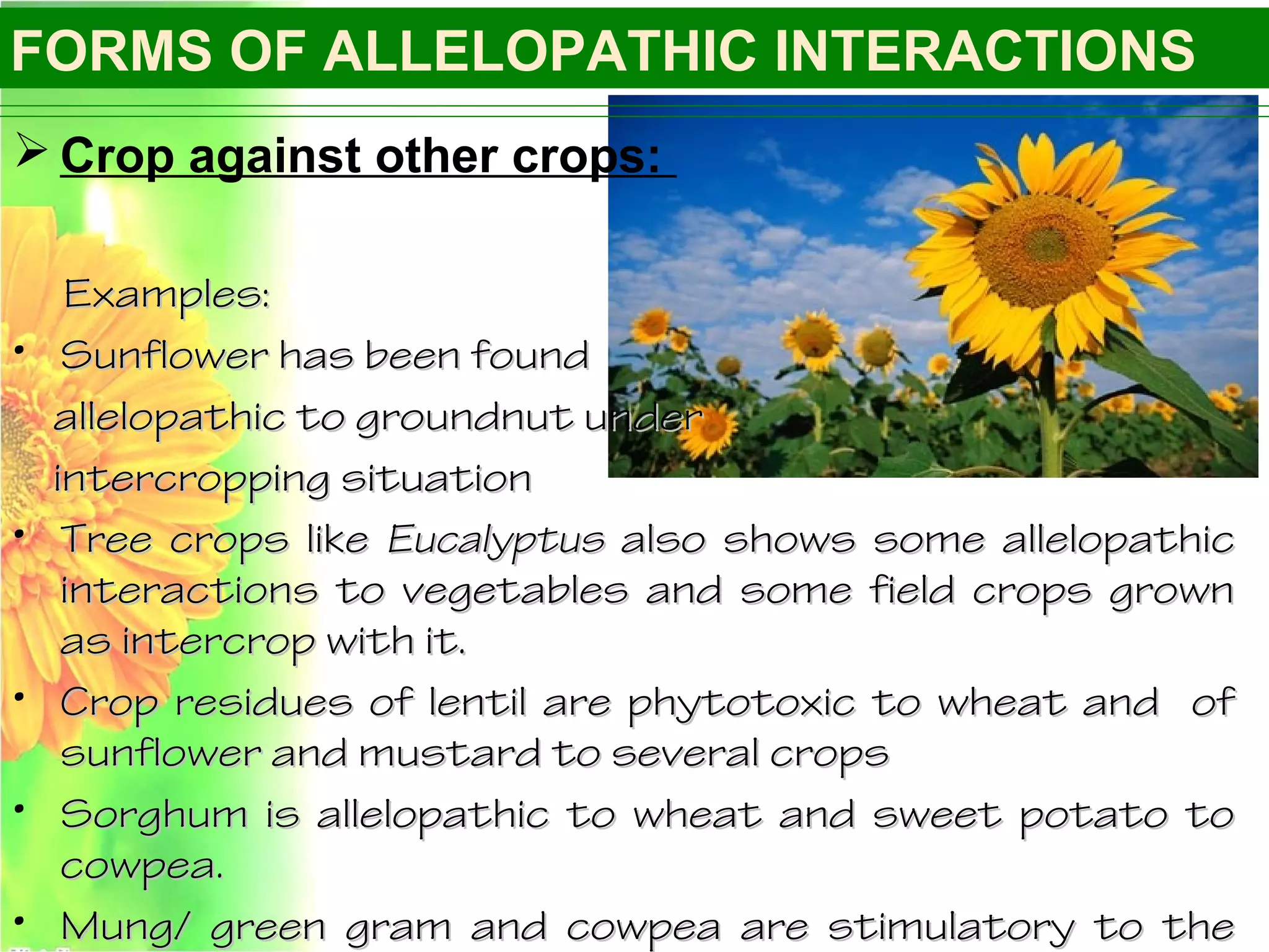  Crop against other crops:
Examples:Examples:
• Sunflower has been foundSunflower has been found
allelopathic to groundnut underallelopathic to groundnut under
intercropping situationintercropping situation
• Tree crops likeTree crops like EucalyptusEucalyptus also shows some allelopathicalso shows some allelopathic
interactions to vegetables and some field crops growninteractions to vegetables and some field crops grown
as intercrop with it.as intercrop with it.
• Crop residues of lentil are phytotoxic to wheat and ofCrop residues of lentil are phytotoxic to wheat and of
sunflower and mustard to several cropssunflower and mustard to several crops
• Sorghum is allelopathic to wheat and sweet potato toSorghum is allelopathic to wheat and sweet potato to
cowpea.cowpea.
• Mung/ green gram and cowpea are stimulatory to theMung/ green gram and cowpea are stimulatory to the
FORMS OF ALLELOPATHIC INTERACTIONS
 
