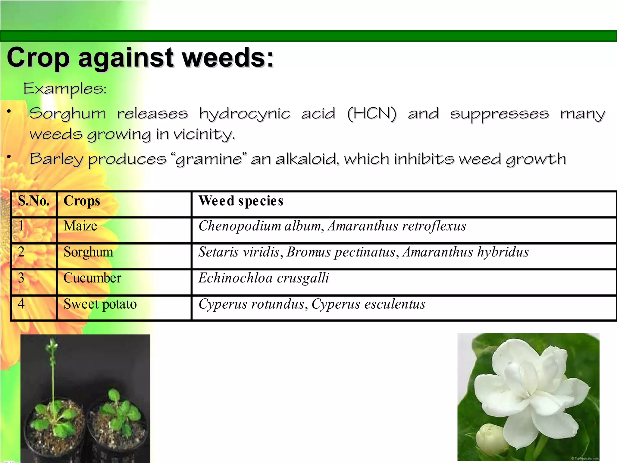 Crop against weeds:Crop against weeds:
Examples:Examples:
• Sorghum releases hydrocynic acid (HCN) and suppresses manySorghum releases hydrocynic acid (HCN) and suppresses many
weeds growing in vicinity.weeds growing in vicinity.
• Barley produces “gramine” an alkaloid, which inhibits weed growthBarley produces “gramine” an alkaloid, which inhibits weed growth
S.No. Crops Weed species
1 Maize Chenopodium album, Amaranthus retroflexus
2 Sorghum Setaris viridis, Bromus pectinatus, Amaranthus hybridus
3 Cucumber Echinochloa crusgalli
4 Sweet potato Cyperus rotundus, Cyperus esculentus
 