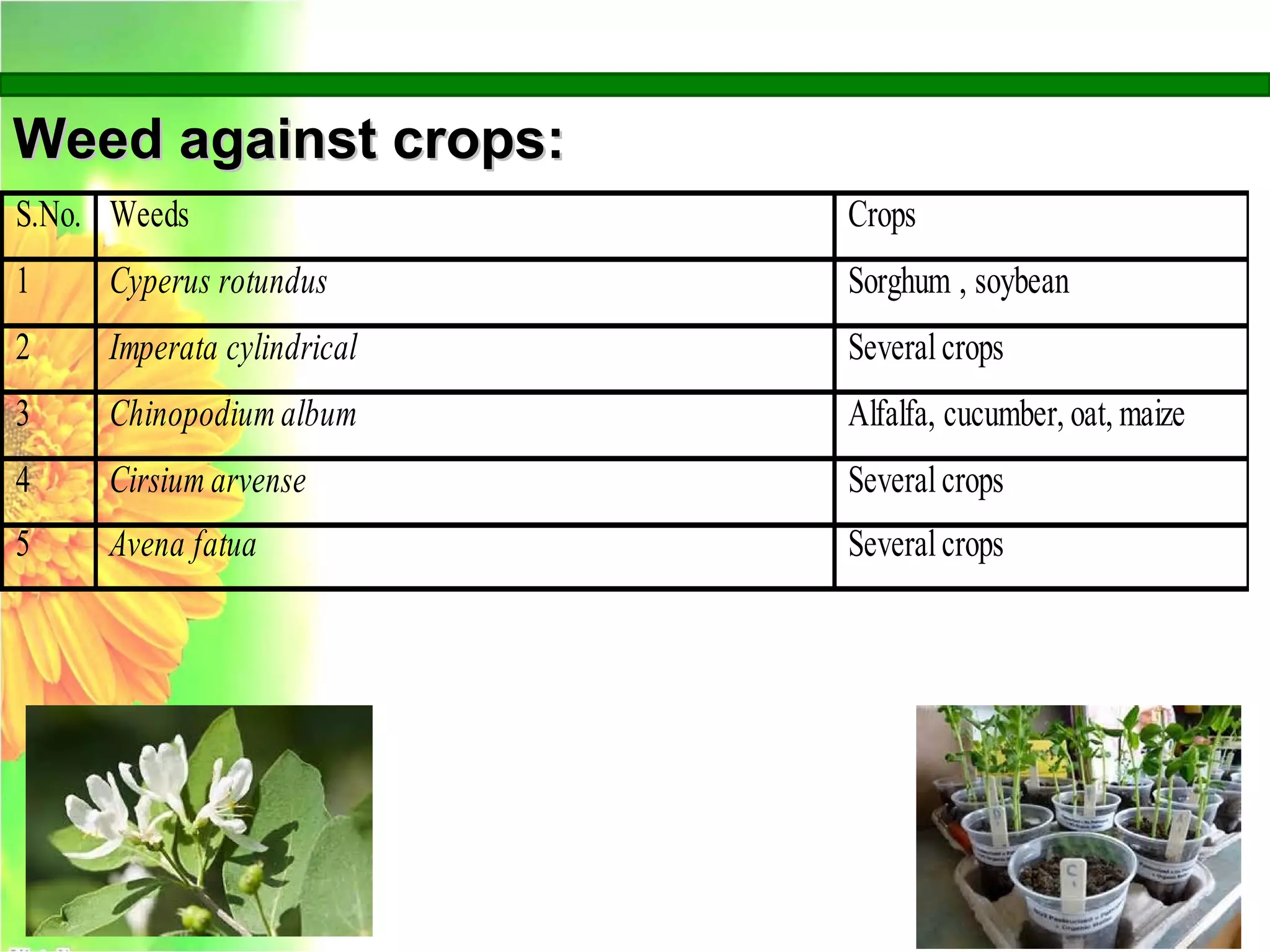 Weed against crops:Weed against crops:
S.No. Weeds Crops
1 Cyperus rotundus Sorghum , soybean
2 Imperata cylindrical Severalcrops
3 Chinopodium album Alfalfa, cucumber, oat, maize
4 Cirsium arvense Severalcrops
5 Avena fatua Severalcrops
 