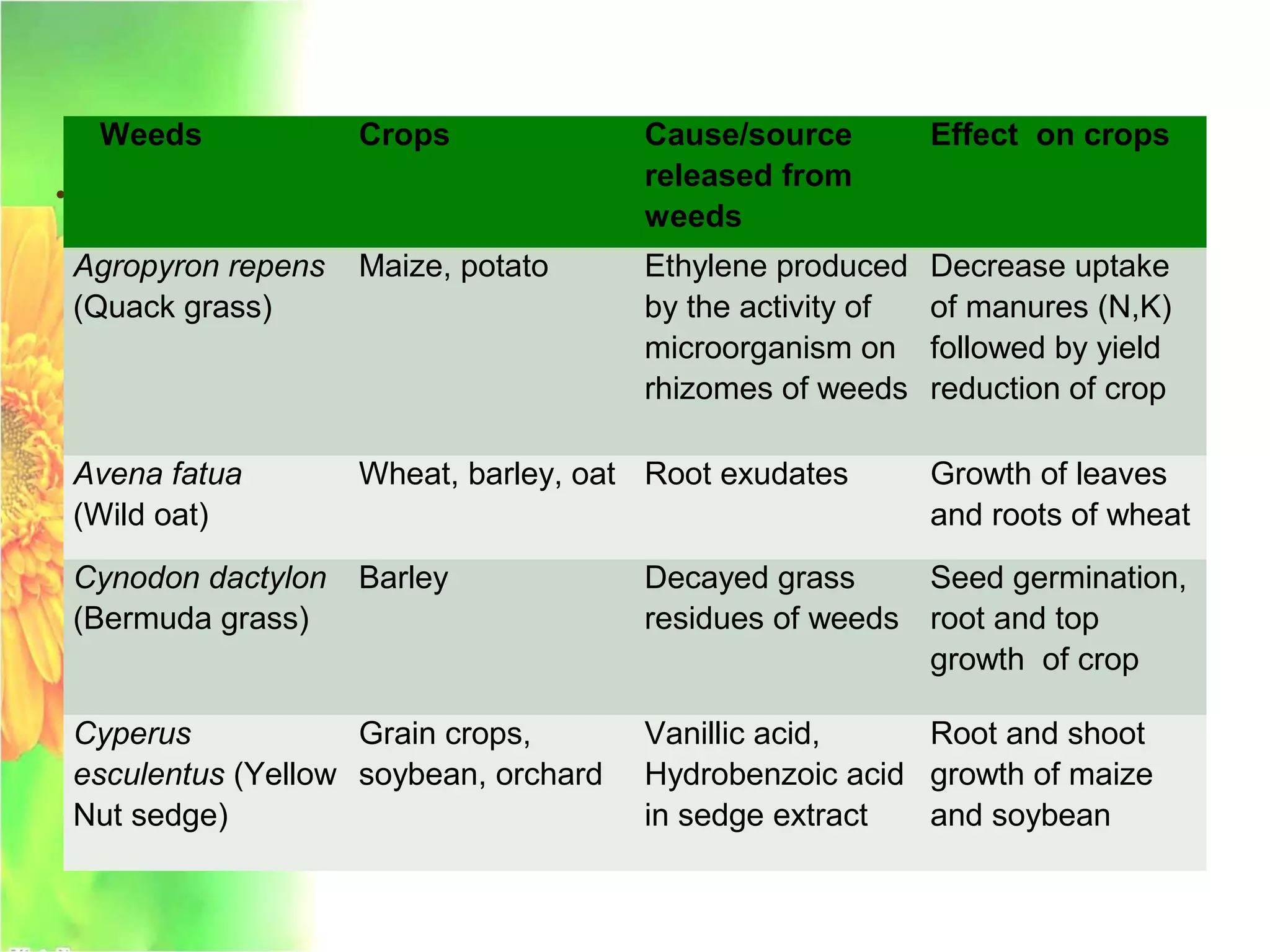 •
Weeds Crops Cause/source
released from
weeds
Effect on crops
Agropyron repens
(Quack grass)
Maize, potato Ethylene produced
by the activity of
microorganism on
rhizomes of weeds
Decrease uptake
of manures (N,K)
followed by yield
reduction of crop
Avena fatua
(Wild oat)
Wheat, barley, oat Root exudates Growth of leaves
and roots of wheat
Cynodon dactylon
(Bermuda grass)
Barley Decayed grass
residues of weeds
Seed germination,
root and top
growth of crop
Cyperus
esculentus (Yellow
Nut sedge)
Grain crops,
soybean, orchard
Vanillic acid,
Hydrobenzoic acid
in sedge extract
Root and shoot
growth of maize
and soybean
 