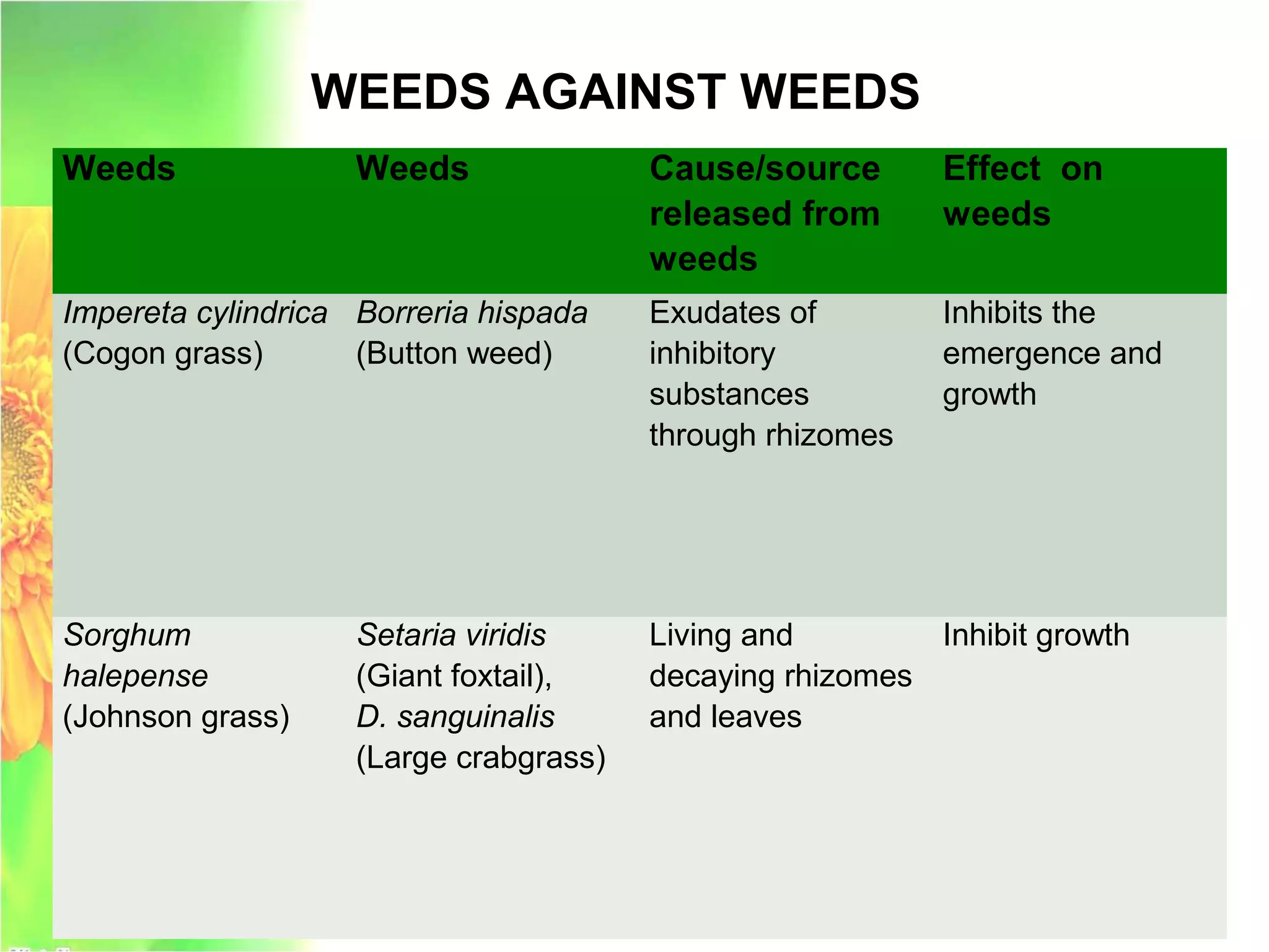 Weeds Weeds Cause/source
released from
weeds
Effect on
weeds
Impereta cylindrica
(Cogon grass)
Borreria hispada
(Button weed)
Exudates of
inhibitory
substances
through rhizomes
Inhibits the
emergence and
growth
Sorghum
halepense
(Johnson grass)
Setaria viridis
(Giant foxtail),
D. sanguinalis
(Large crabgrass)
Living and
decaying rhizomes
and leaves
Inhibit growth
WEEDS AGAINST WEEDS
 