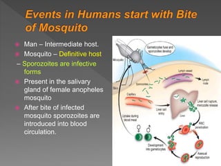  Man – Intermediate host.
Mosquito – Definitive host
– Sporozoites are infective
forms
Present in the salivary
gland of female anopheles
mosquito
After bite of infected
mosquito sporozoites are
introduced into blood
circulation.