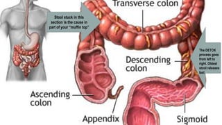 The DETOX
process goes
from left to
right. Oldest
stool releases
last
Stool stuck in this
section is the cause in
part of your “muffin top”
 
