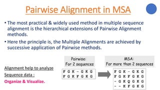 Pairwise Alignment in MSA
• The most practical & widely used method in multiple sequence
alignment is the hierarchical extensions of Pairwise Alignment
methods.
• Here the principle is, the Multiple Alignments are achieved by
successive application of Pairwise methods.
Alignment help to analyze
Sequence data :
Organize & Visualize.
 