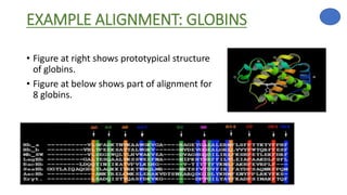 EXAMPLE ALIGNMENT: GLOBINS
• Figure at right shows prototypical structure
of globins.
• Figure at below shows part of alignment for
8 globins.
 