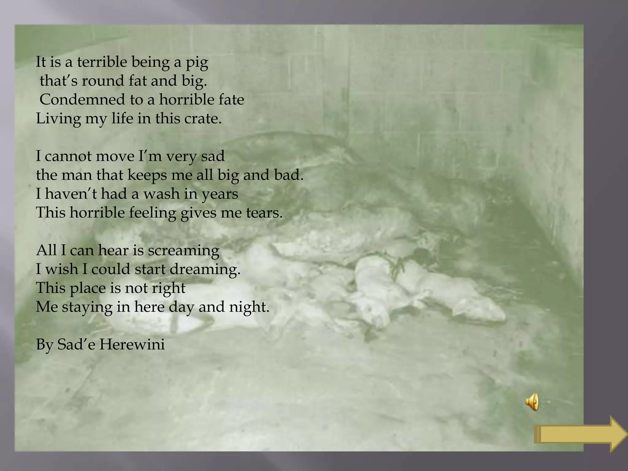 It is a terrible being a pig
that’s round fat and big.
Condemned to a horrible fate
Living my life in this crate.
I cannot move I’m very sad
the man that keeps me all big and bad.
I haven’t had a wash in years
This horrible feeling gives me tears.
All I can hear is screaming
I wish I could start dreaming.
This place is not right
Me staying in here day and night.
By Sad’e Herewini
