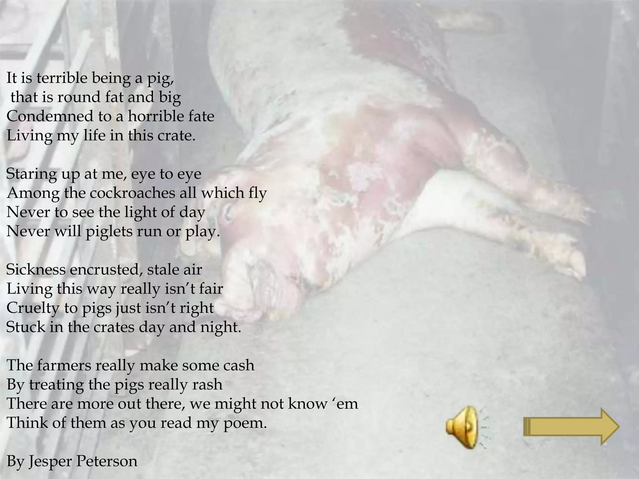 It is terrible being a pig,
that is round fat and big
Condemned to a horrible fate
Living my life in this crate.
Staring up at me, eye to eye
Among the cockroaches all which fly
Never to see the light of day
Never will piglets run or play.
Sickness encrusted, stale air
Living this way really isn’t fair
Cruelty to pigs just isn’t right
Stuck in the crates day and night.
The farmers really make some cash
By treating the pigs really rash
There are more out there, we might not know ‘em
Think of them as you read my poem.
By Jesper Peterson