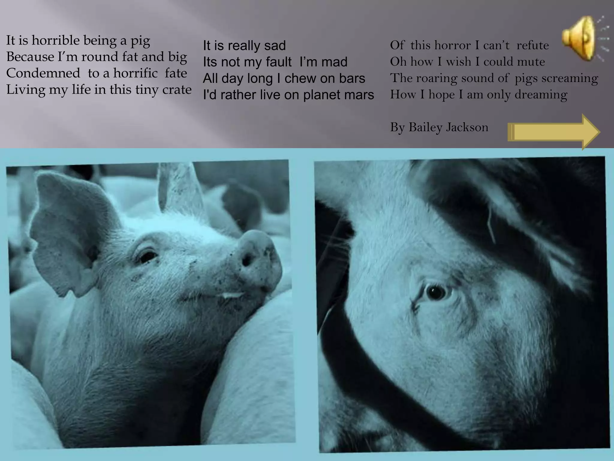 It is horrible being a pig It is really sad Of this horror I can’t refute
Because I’m round fat and big Its not my fault I’m mad Oh how I wish I could mute
Condemned to a horrific fate All day long I chew on bars The roaring sound of pigs screaming
Living my life in this tiny crate I'd rather live on planet mars How I hope I am only dreaming
By Bailey Jackson